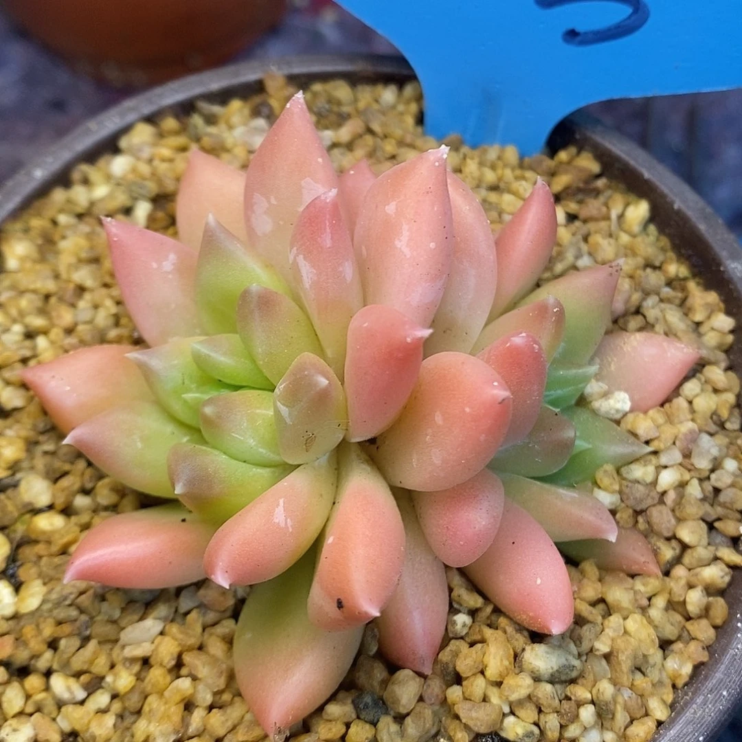 一物一拍，状态美人杂