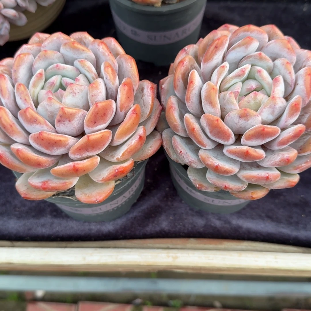 雨***梅一组两颗，专拍链接。