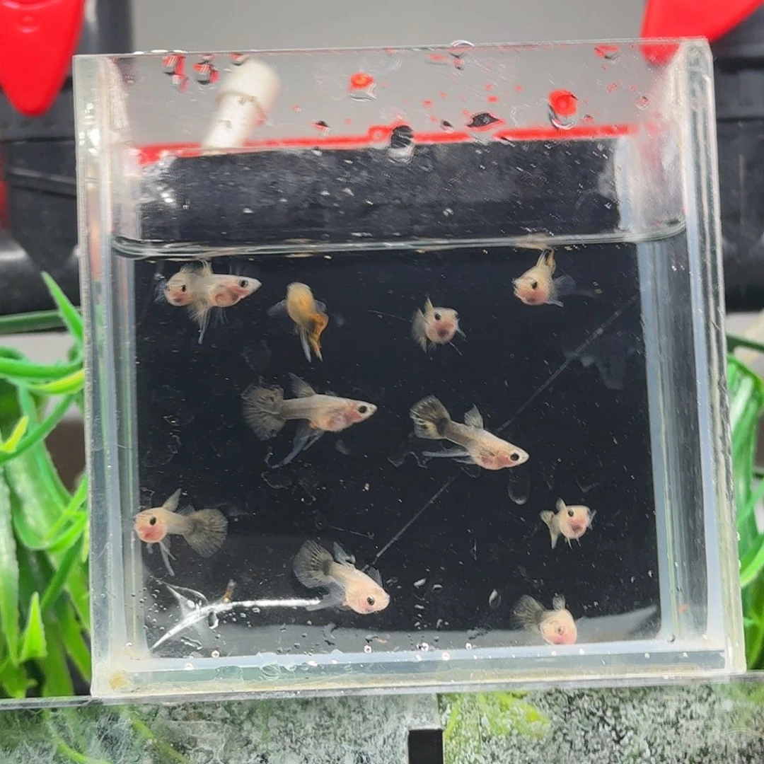 孔雀鱼小蜜蜂c11一只