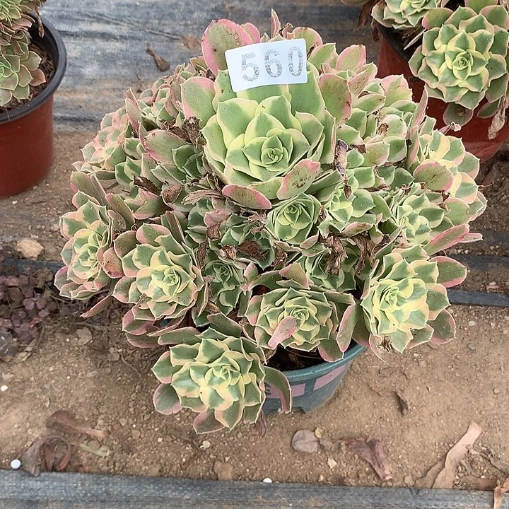 多肉植物叶罗刹560号