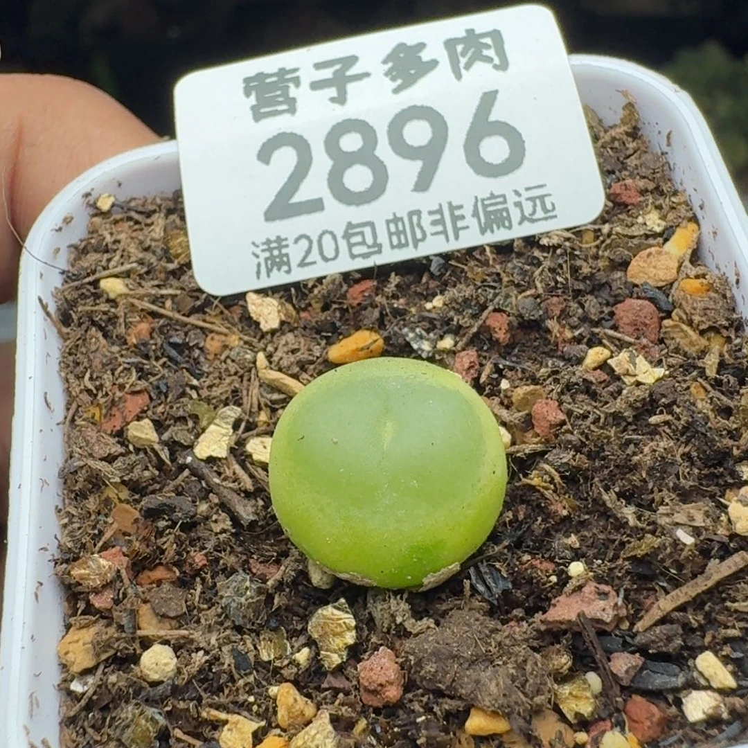 拉登1.4脱土1200。