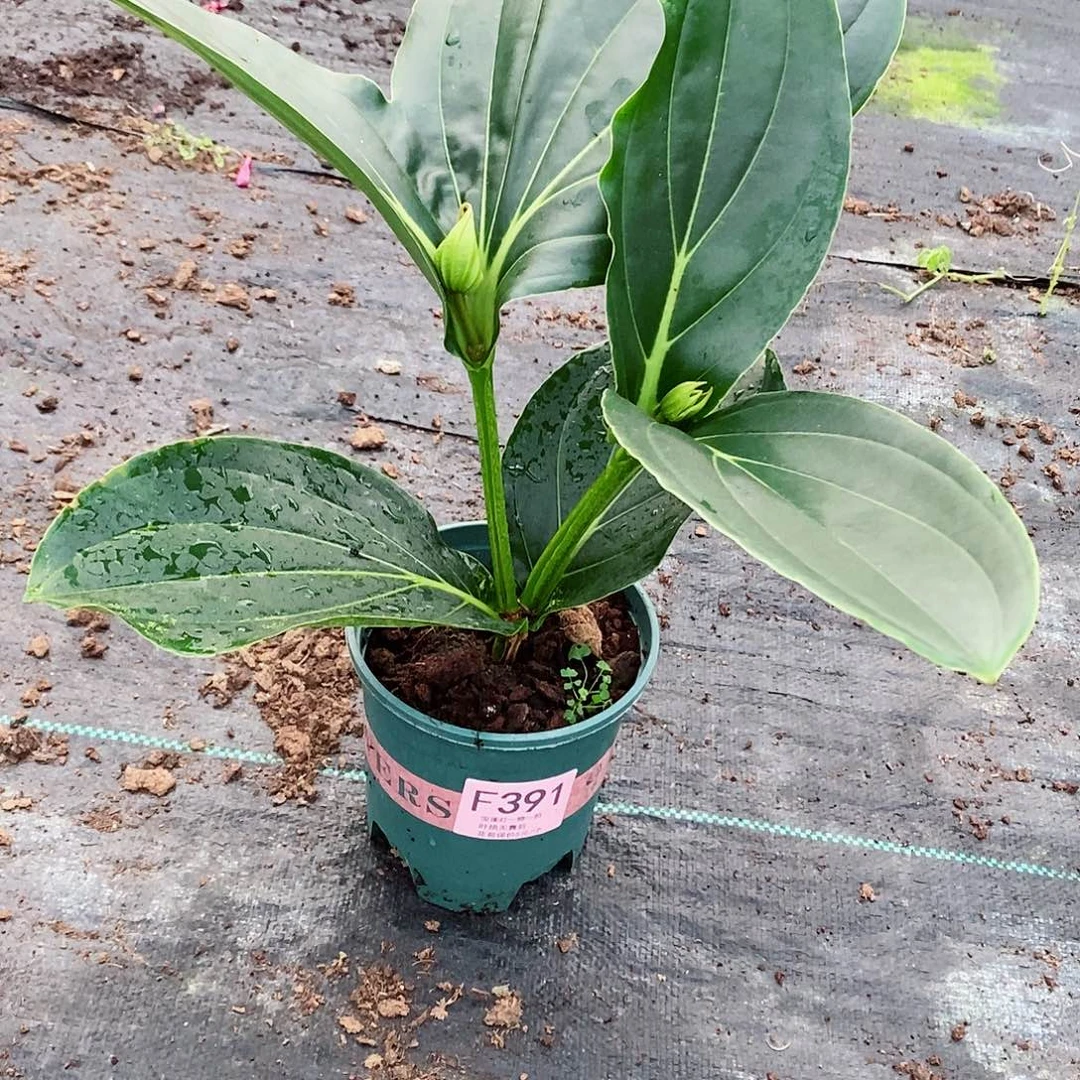 无花朵醒*?木本花卉391