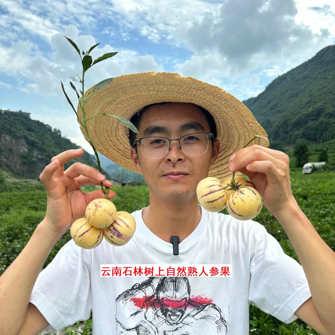 云南高原石林人参果现摘现发新鲜低糖水果圆果黄肉清甜多汁3斤