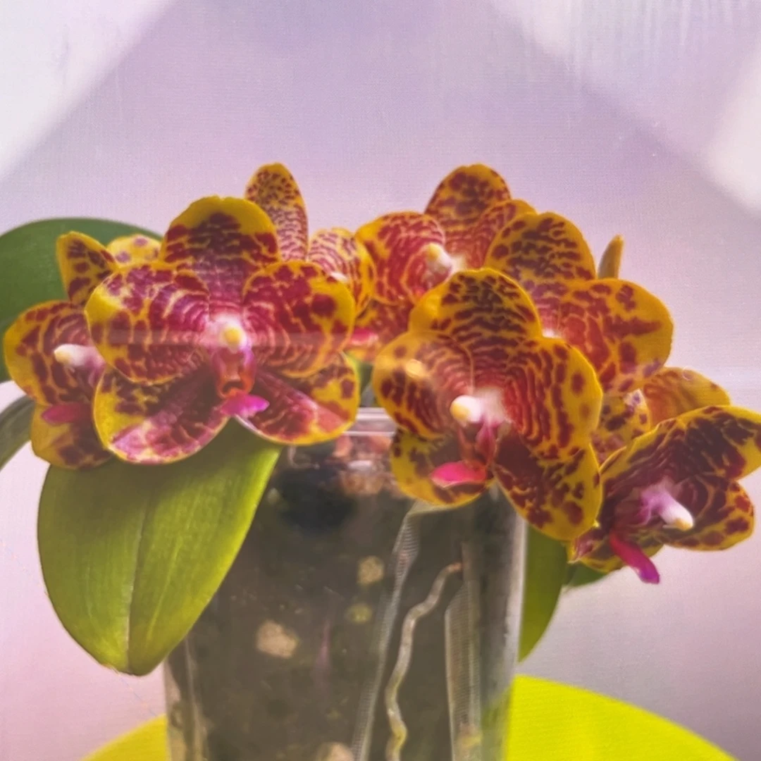 无花朵5寸樱桃皇后苗