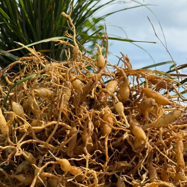 麦冬大山里挖的新鲜野生干麦冬