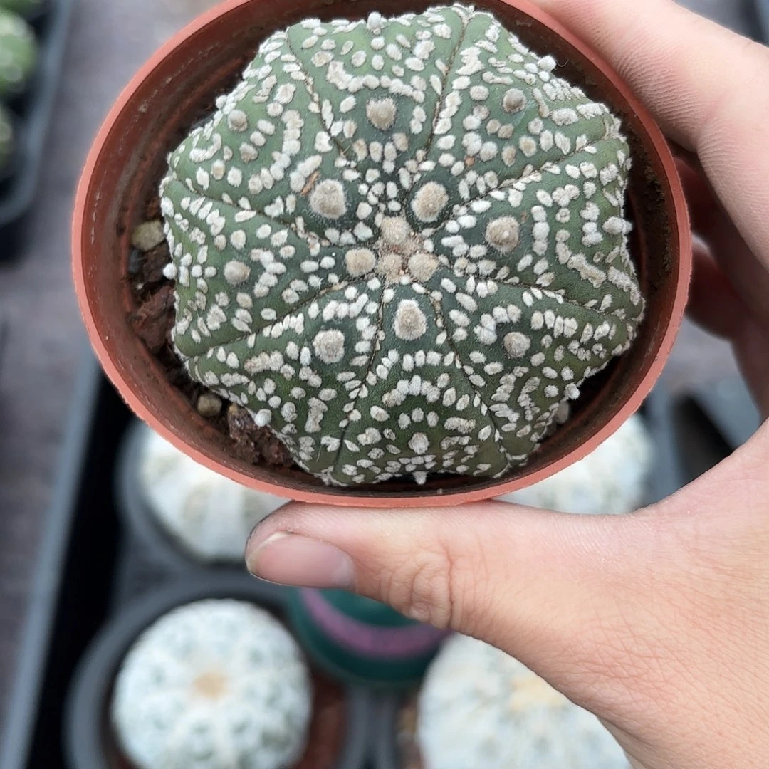 竞拍，脱土发货，一物一拍