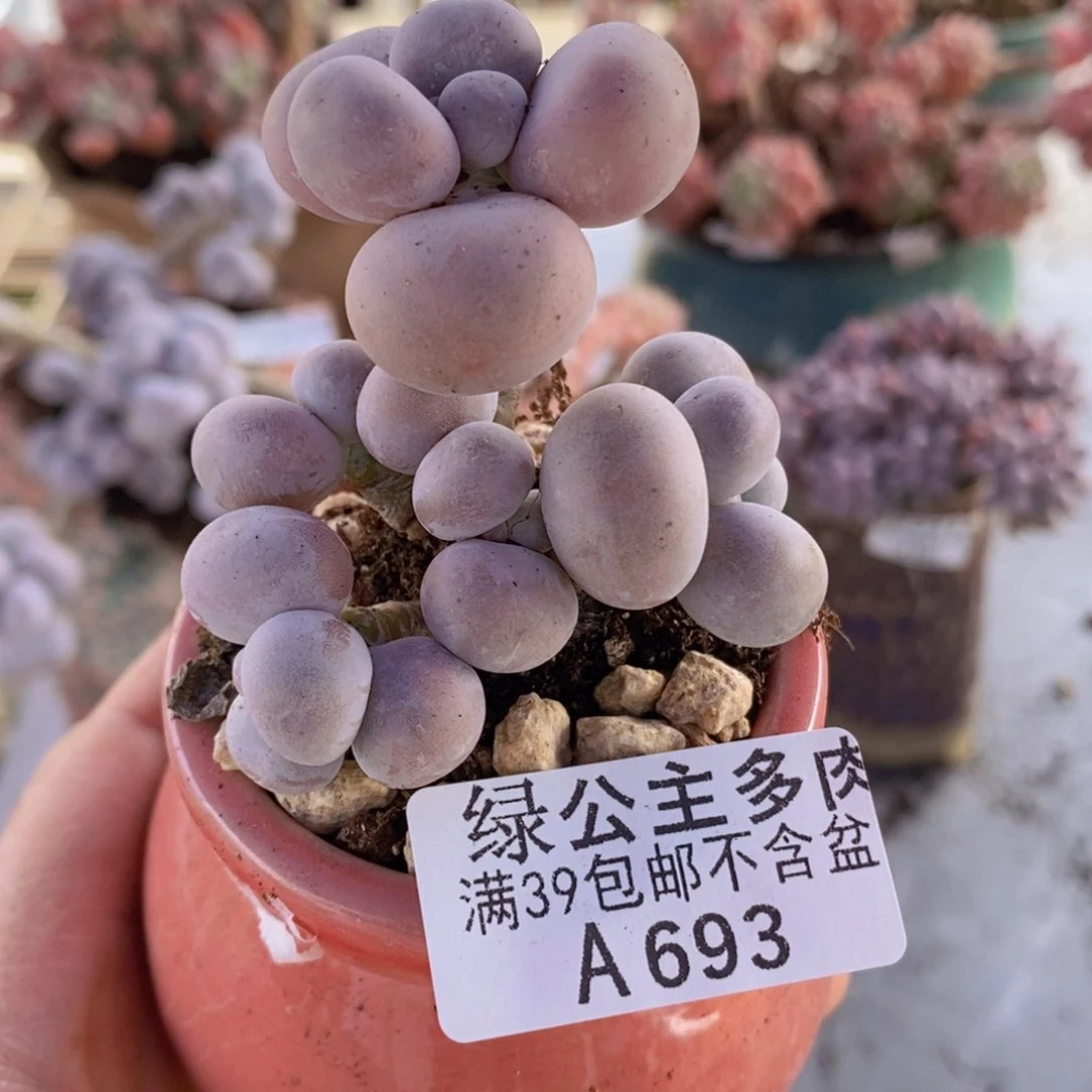 芭比奶洛5cm693多肉植物