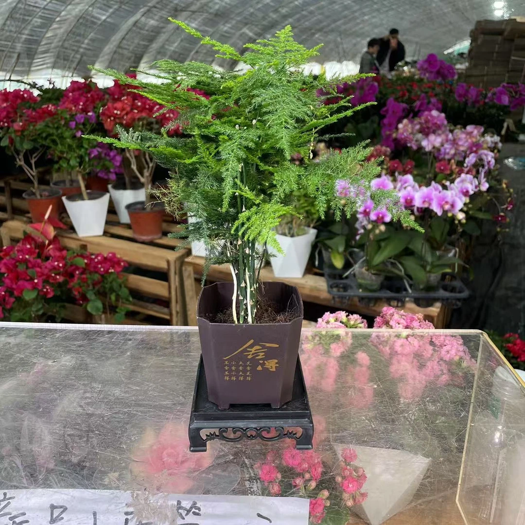 【新疆包邮】文竹盆栽绿植国风室内桌面植物四季长期