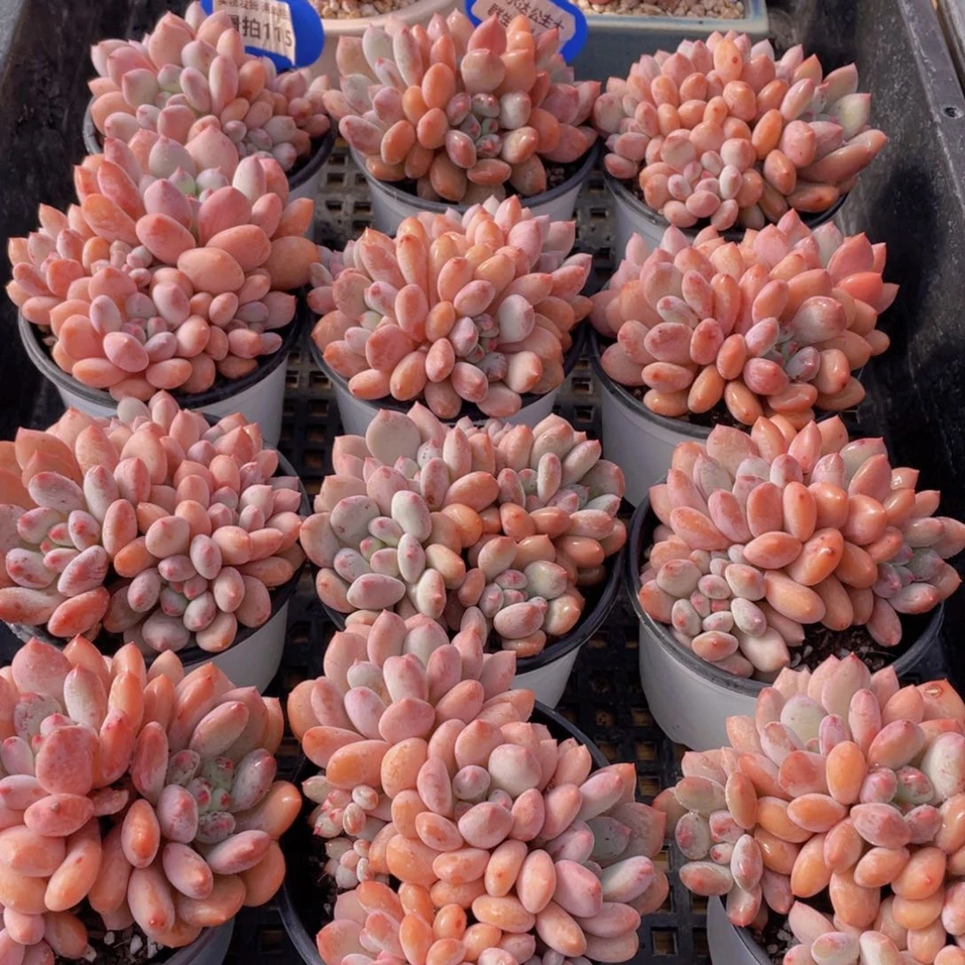 量拍115号 塞尔达公主大群生四头起一个