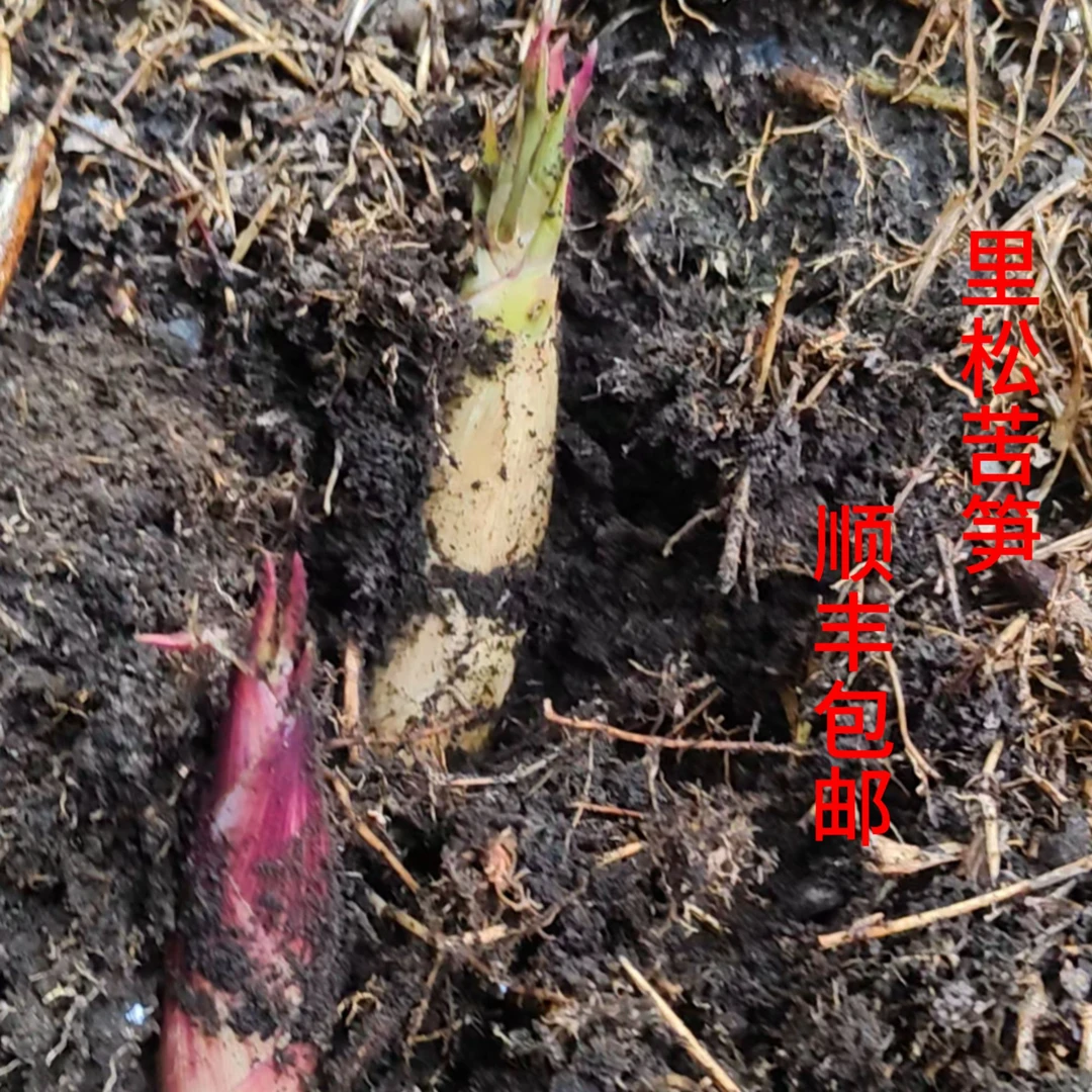 贺州里松新鲜野生苦笋