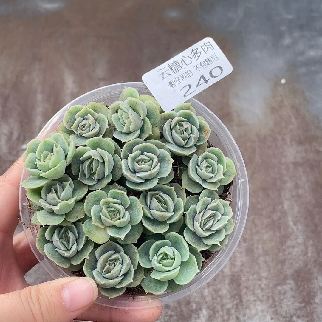云糖心多肉植物240