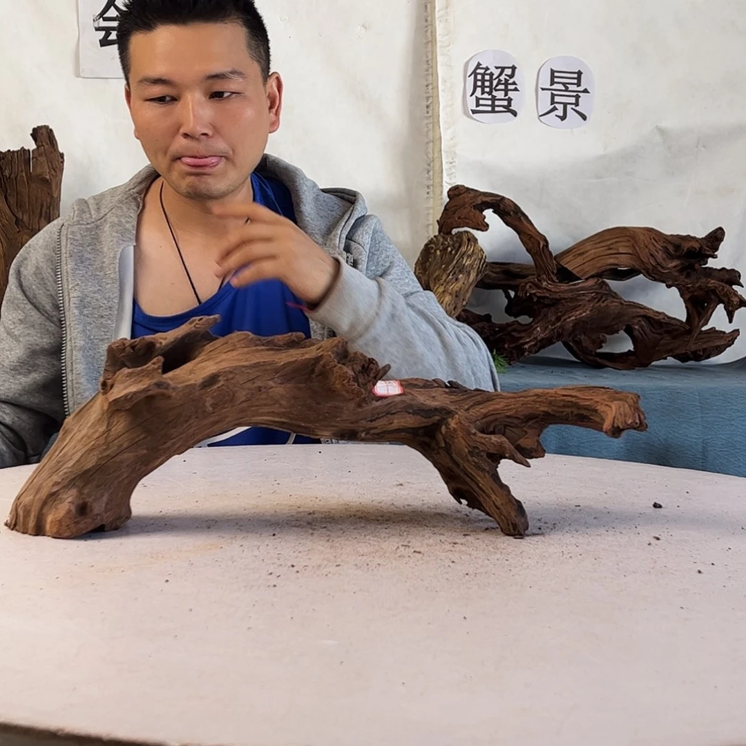 杨*多沉木造景爬宠造景