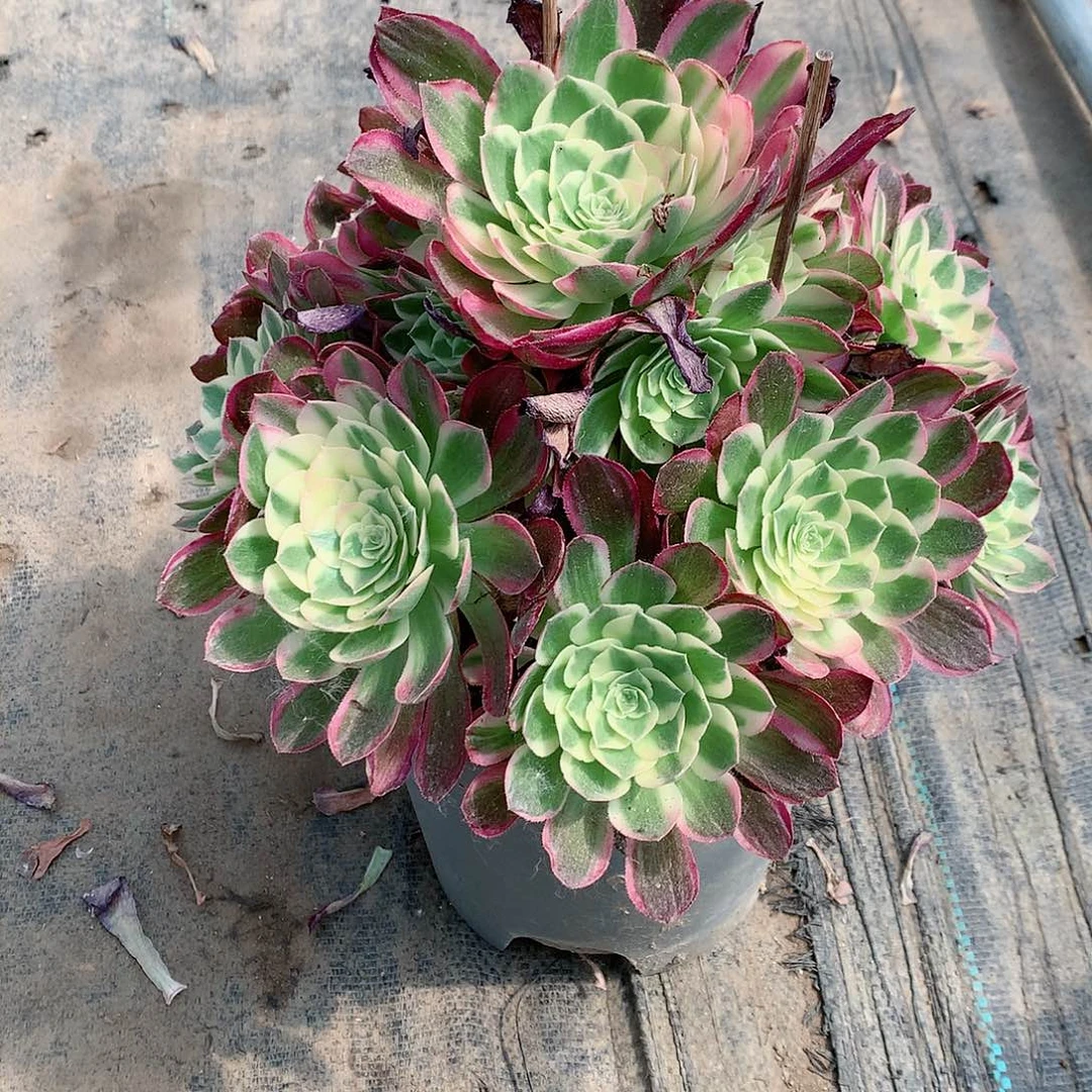 【闪购商品】平*叔海鲜，多肉
