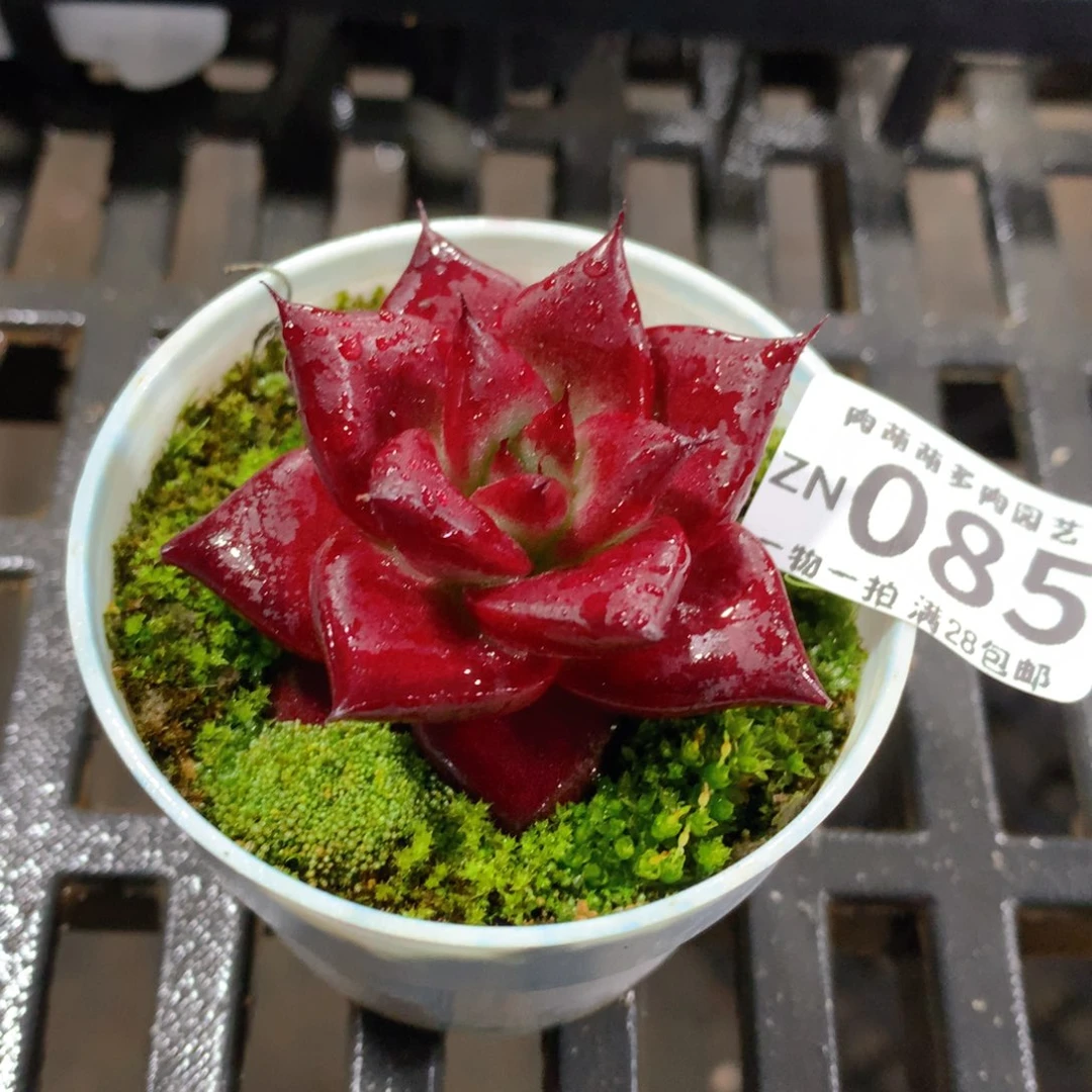 肉萌萌拇指盆精控多肉ZN085