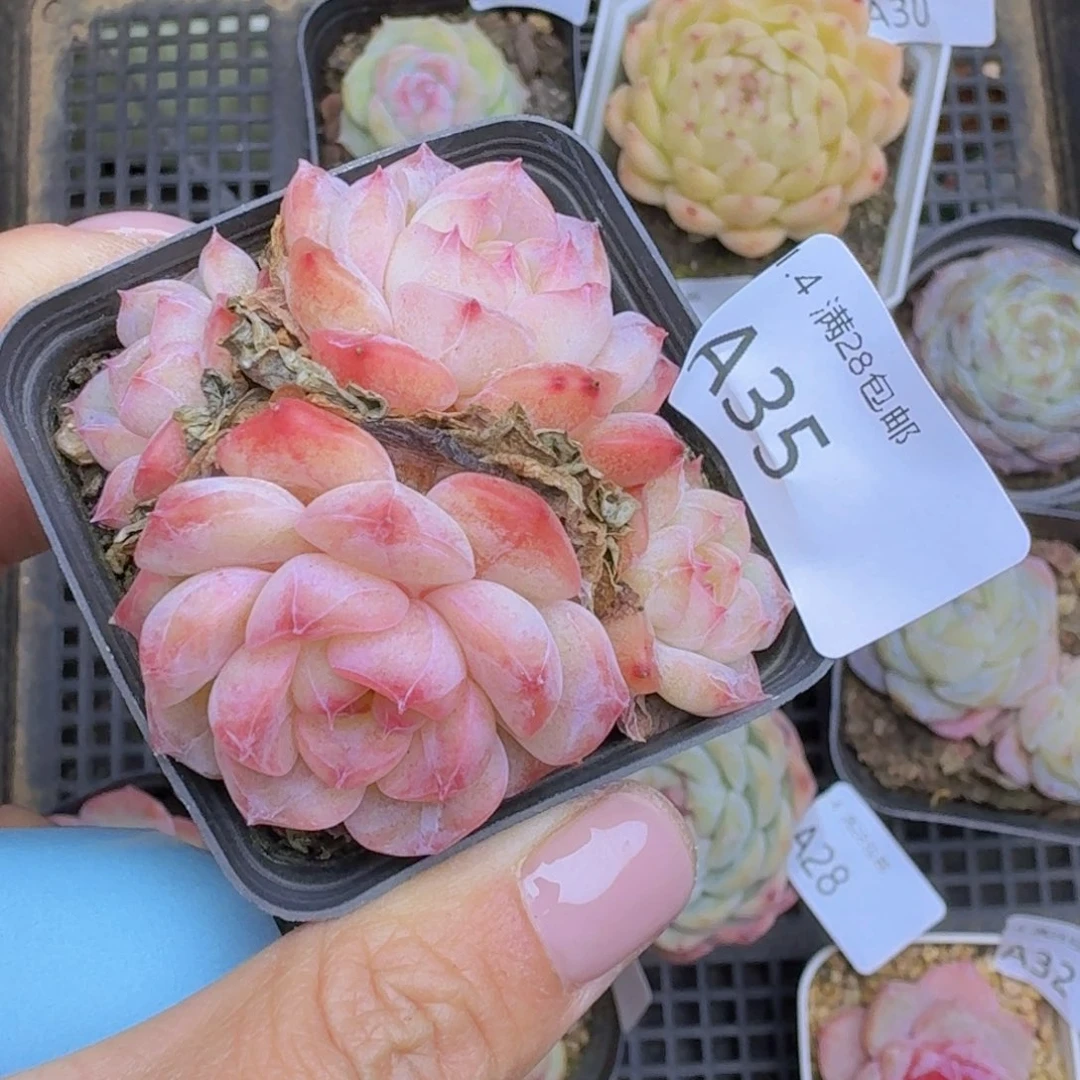 粉珍妮群一颗带盆发货