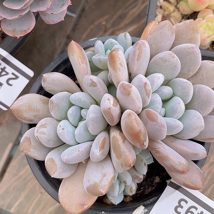 菩提子2493多肉植物