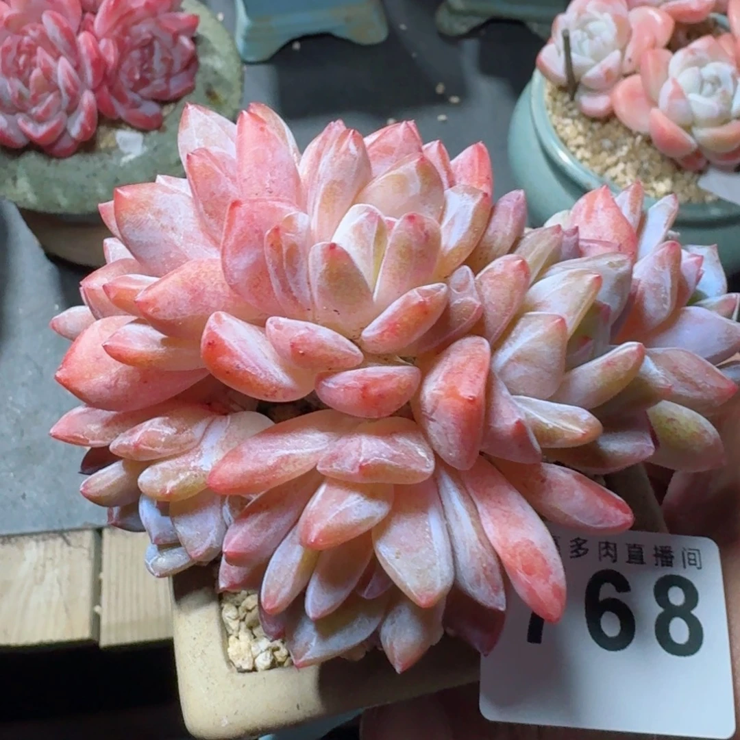 树桩雪之魄      愿你一路坦途，乘风破浪展宏图