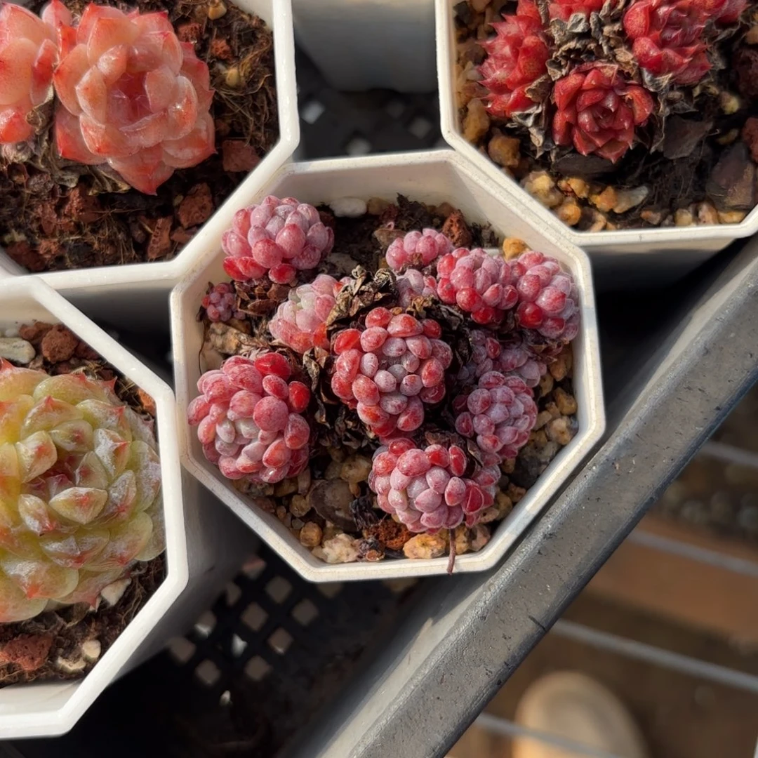 葡萄小群一物一拍