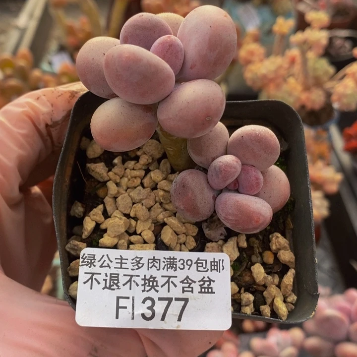 蛋黄奶6cm377多肉植物