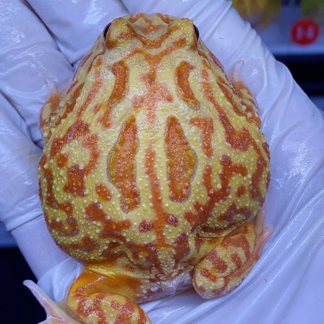 角蛙角蛙3-10cm闪购专享链接