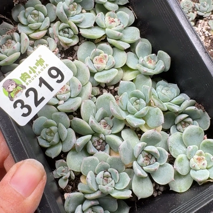 蜜***兔多肉植物多肉植物
