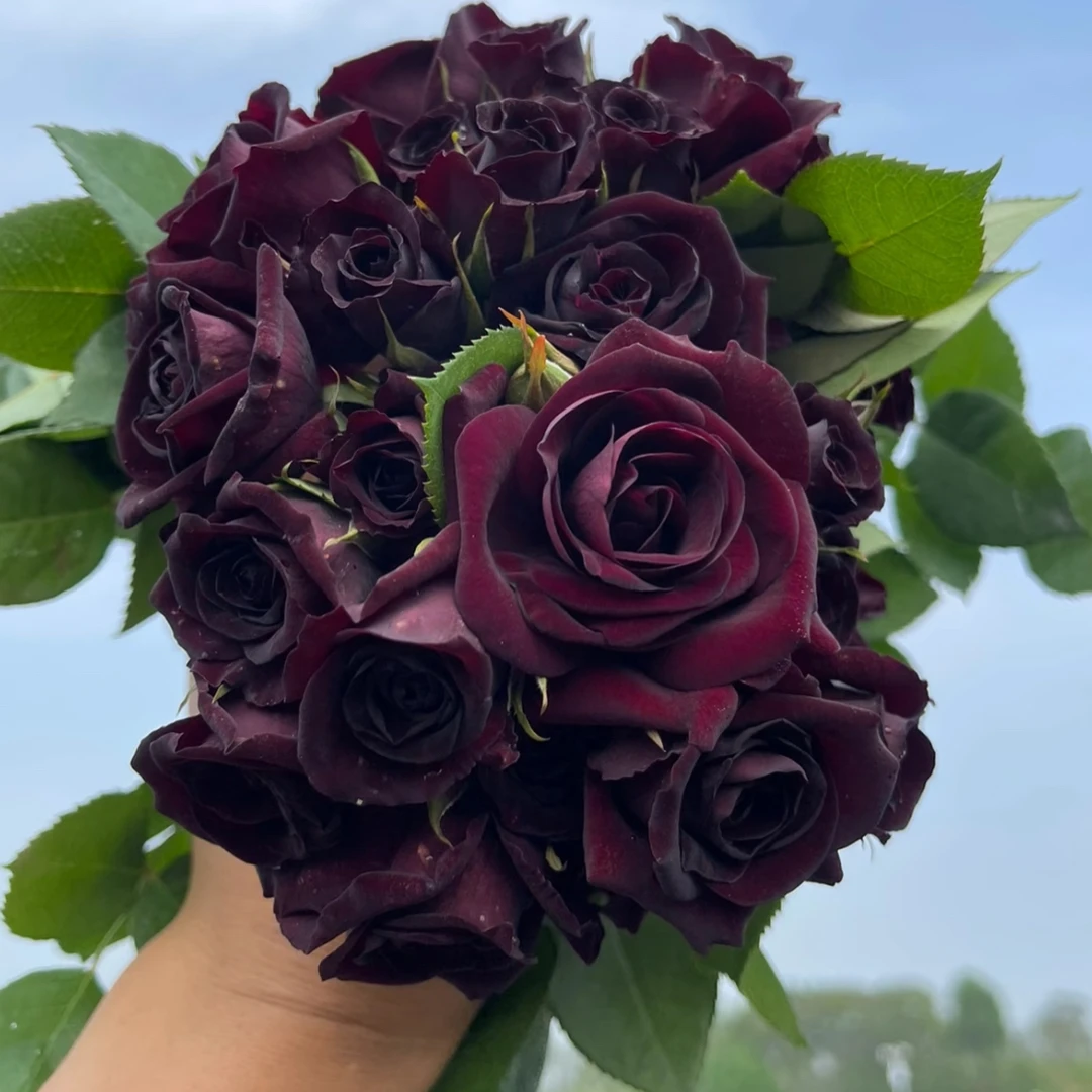 灌木黑红月季路易十四月季庭院阳台盆栽地栽四季月季花苗小苗