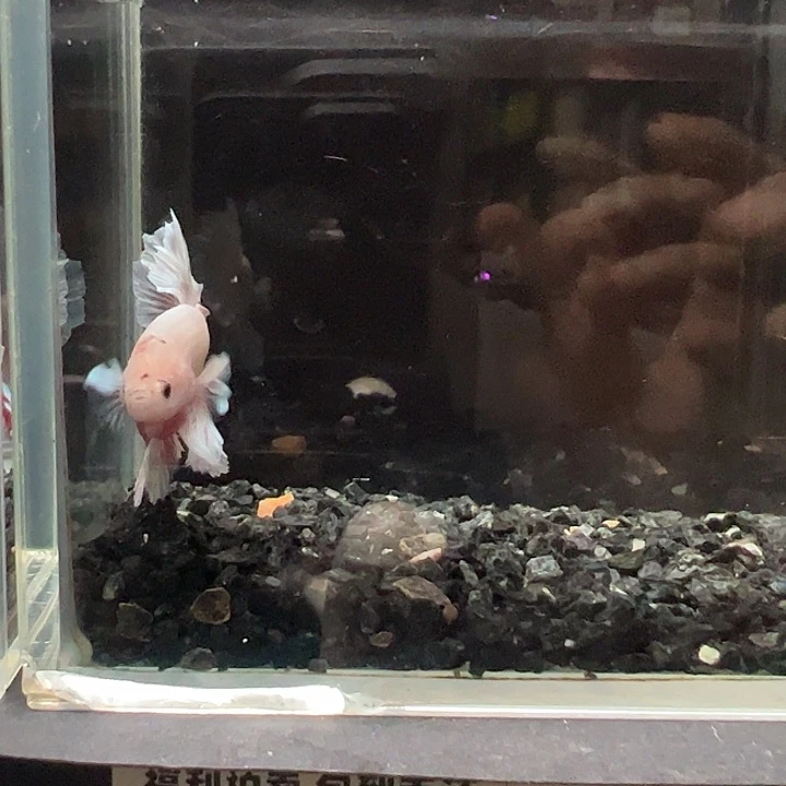 斗鱼跑单拉黑1日66