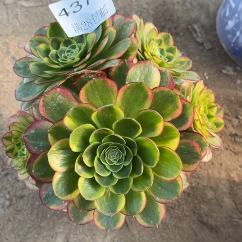 奶白多肉多肉4379