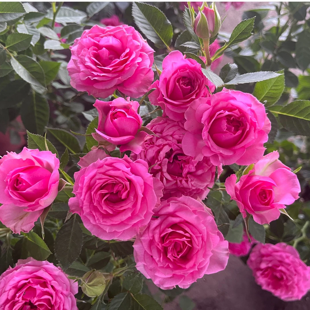 （菲力）粉色新手月季容易养护阳台爆花小机器灌木月季