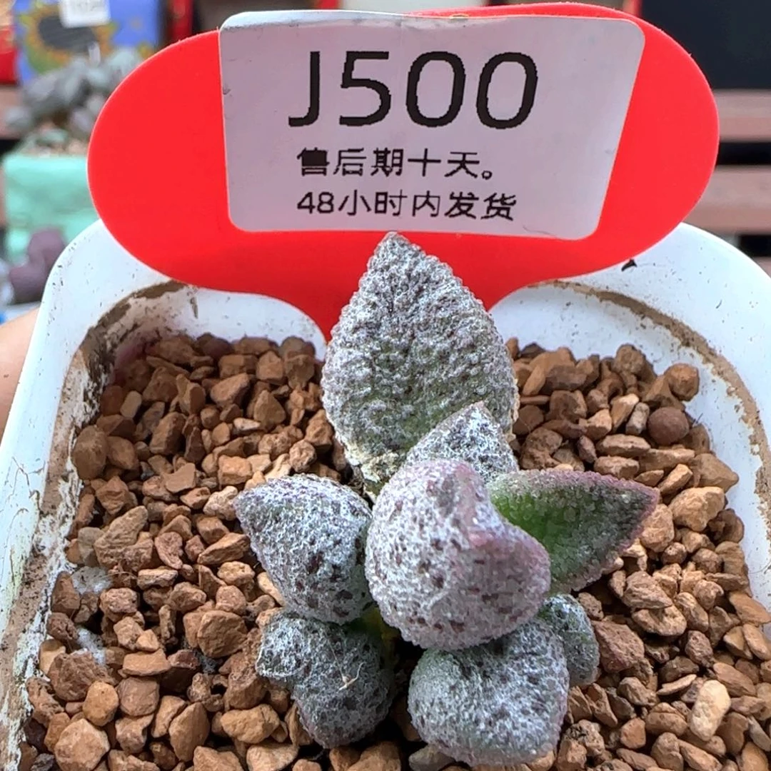 冰晶蛇皮。     500。