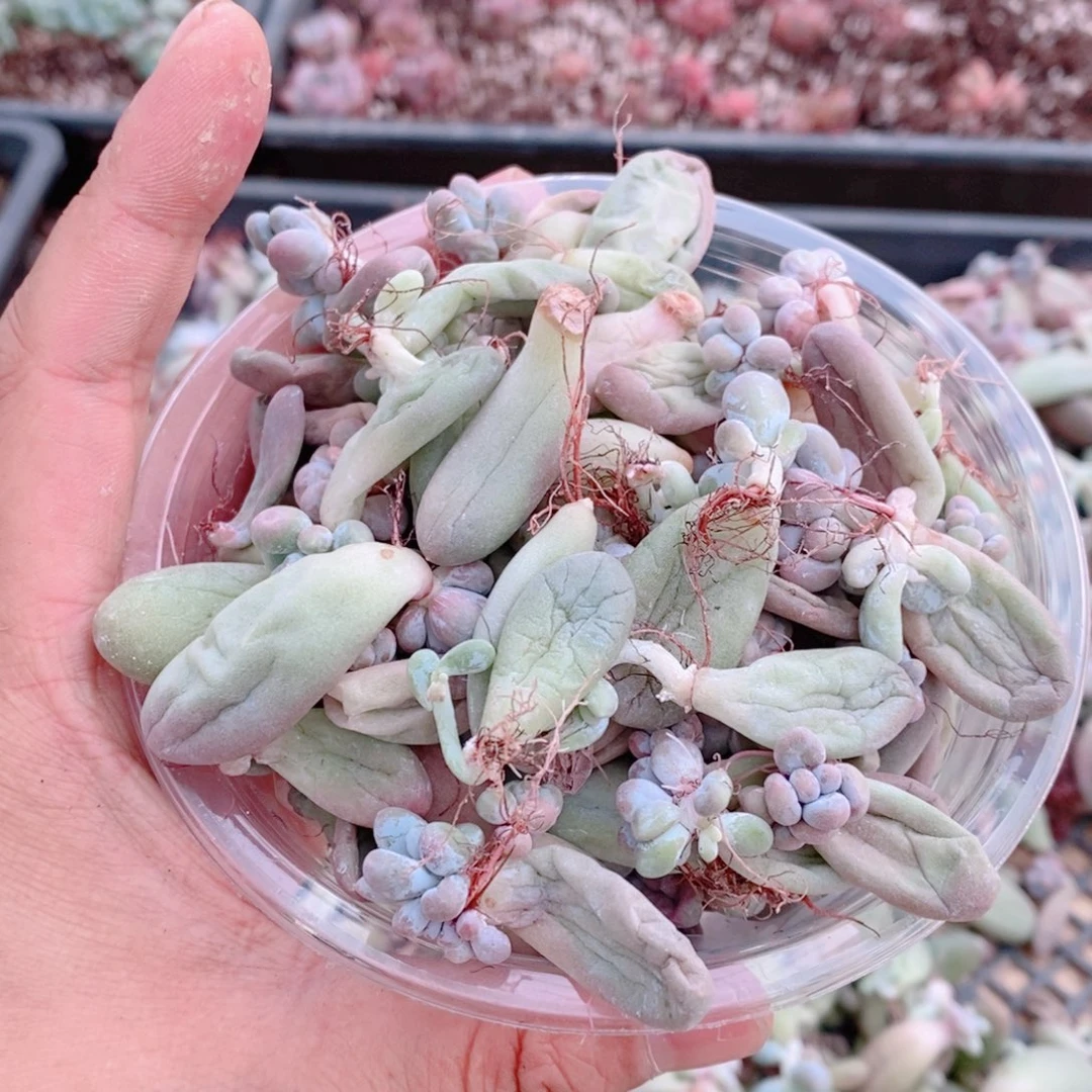 多肉植物精品切糕B309