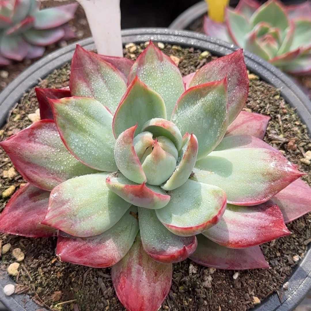 惊鸿一物一拍包装收缩花旱917