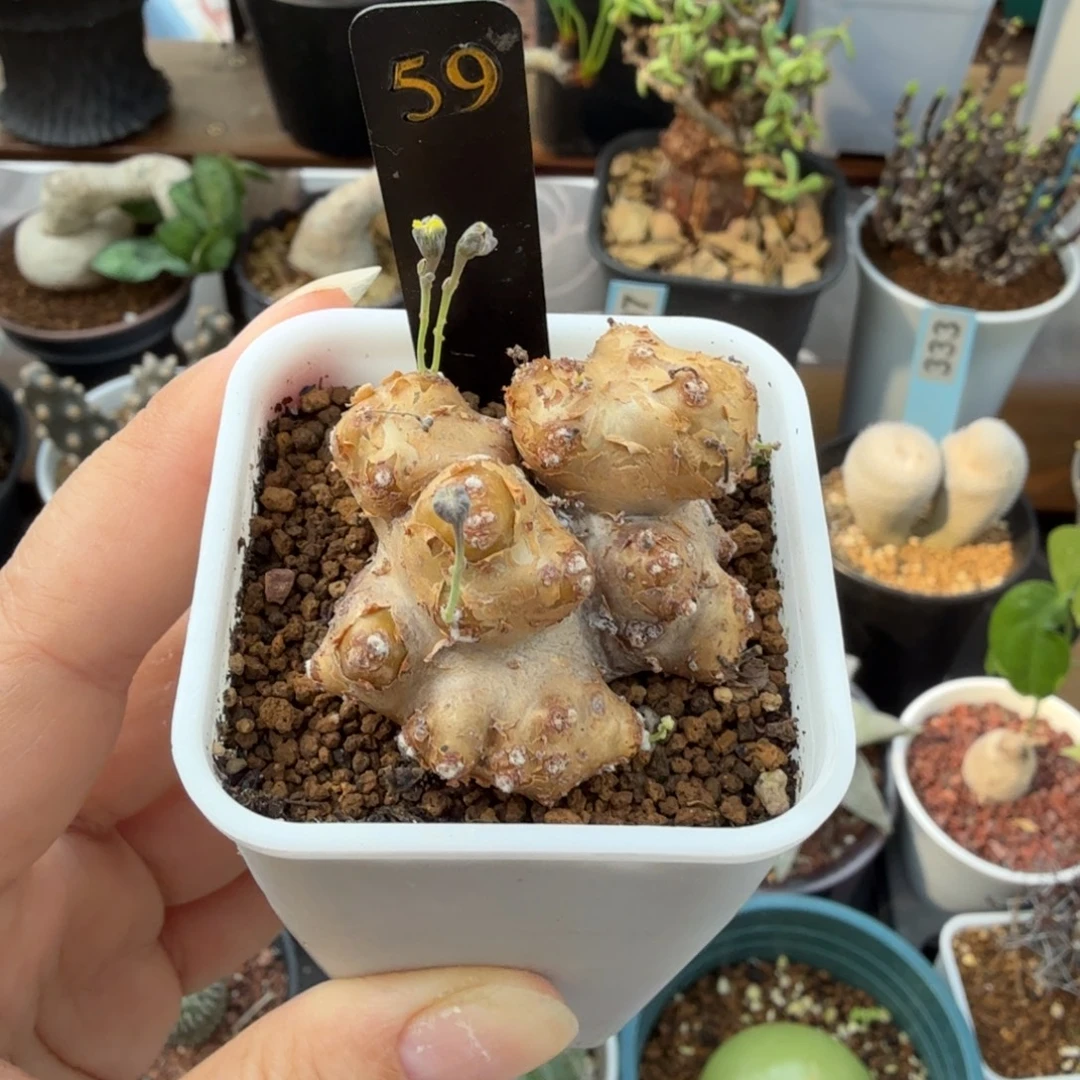 格加厚墩菊59仙人球