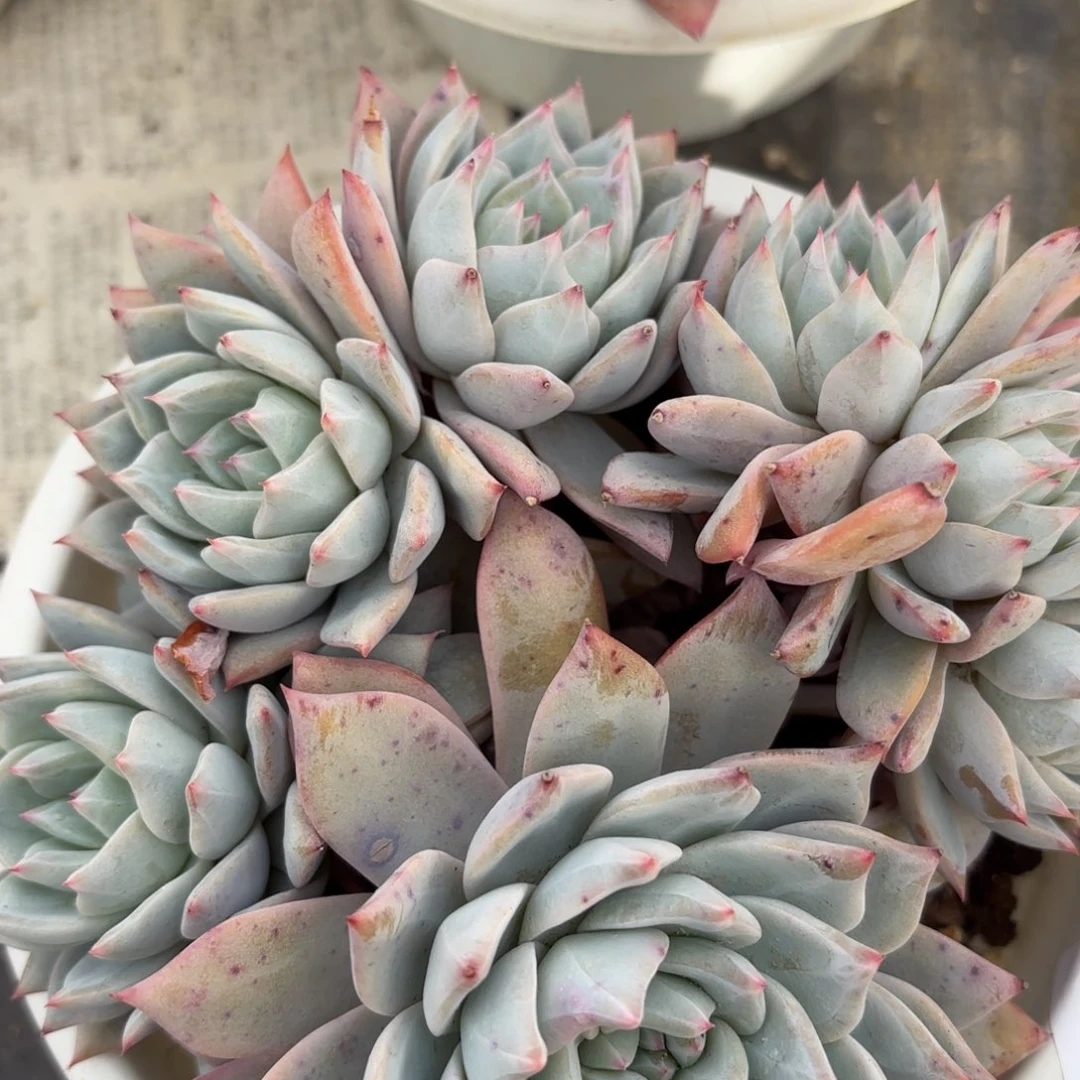 同温层多肉89粉蓝鸟