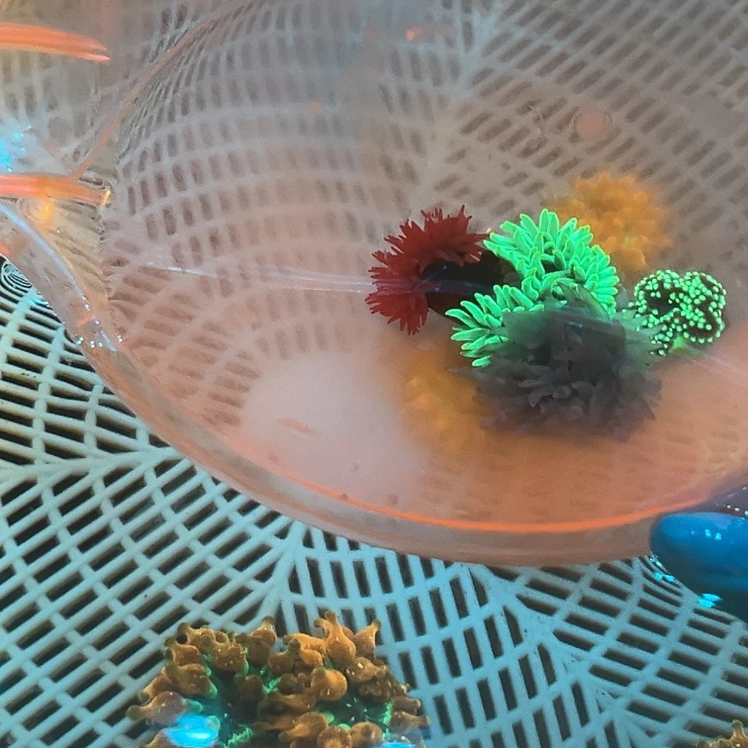 游***生纽扣珊瑚新手海葵套餐1。