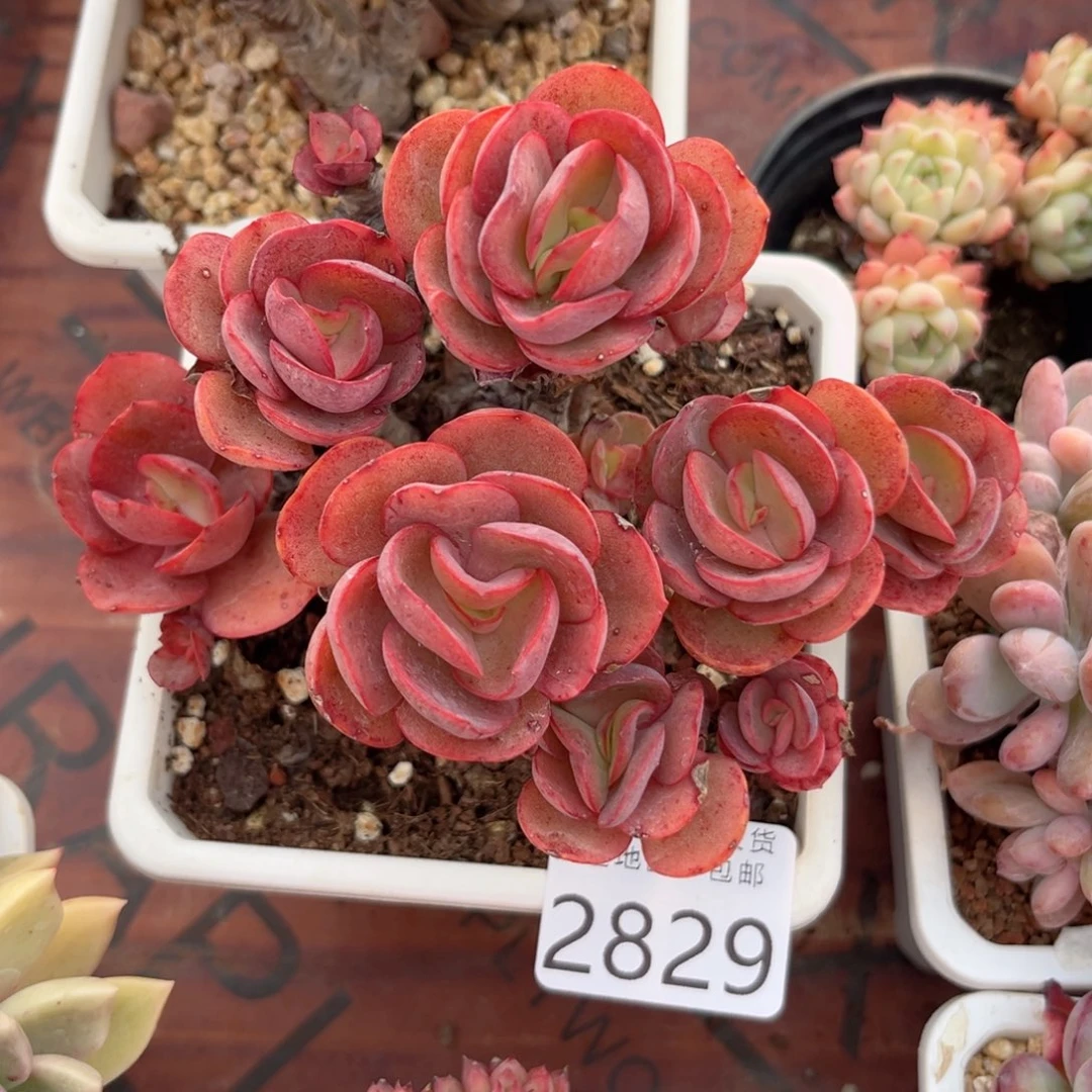 大2829（h d h c vvv b b