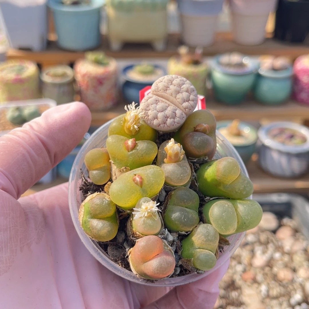 多肉植物一物一拍1