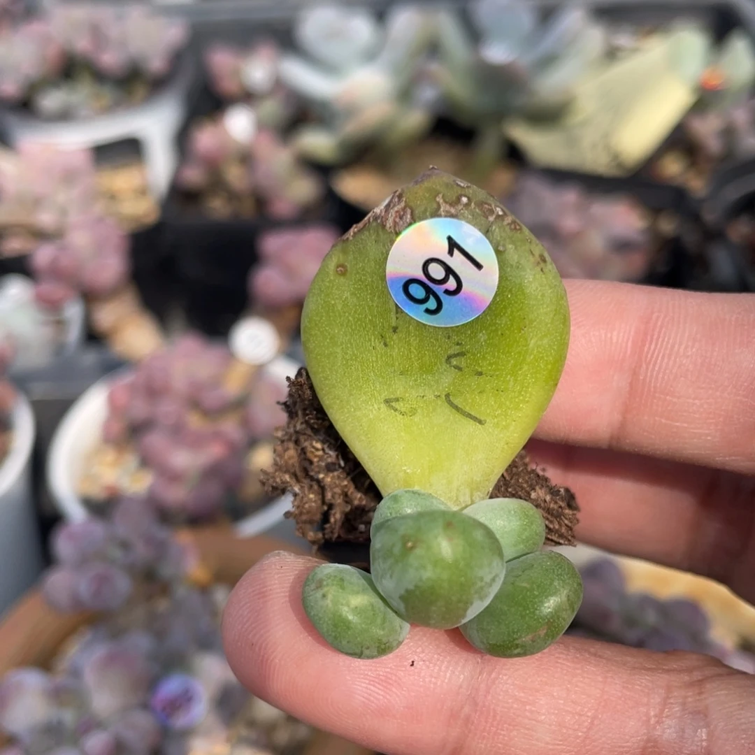 乌里韦亚多肉植物