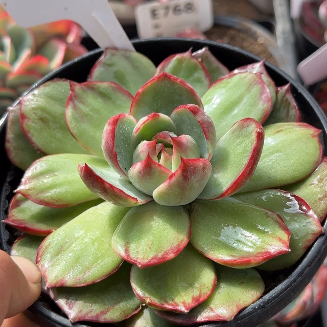 惊鸿一物一拍包装收缩花旱354