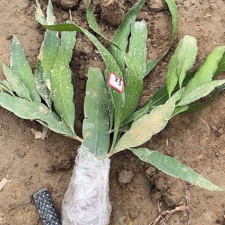 8号小叶245799008000999