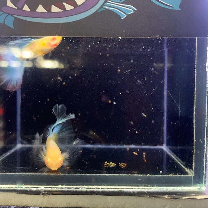 孔雀鱼蓝白绣球压成2