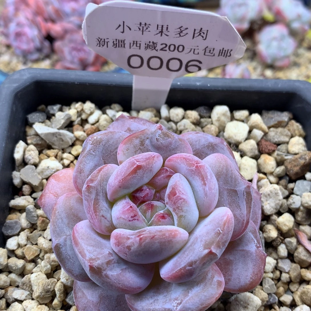 粉底紫心006/7cm单头