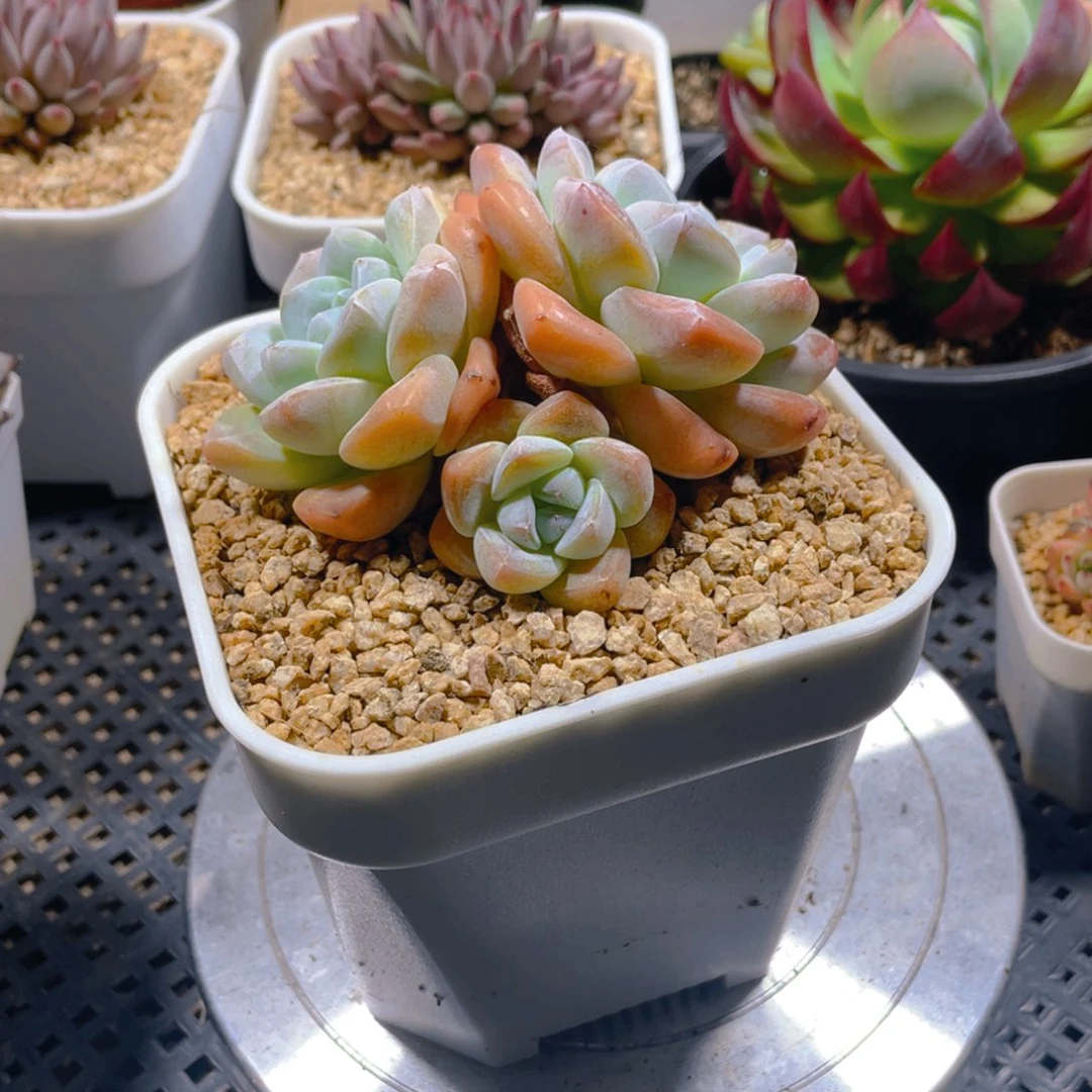 冰玉多肉植物一棵