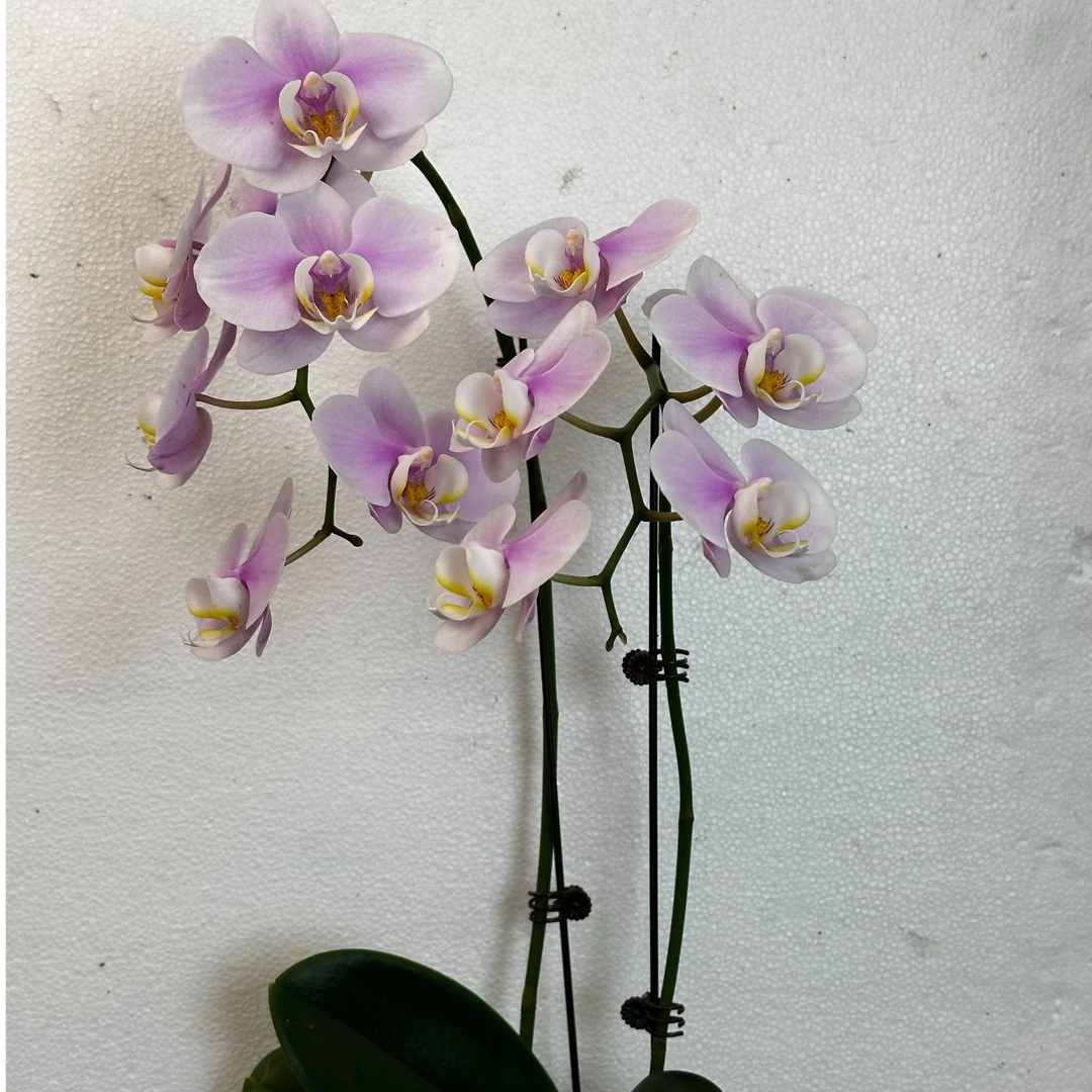 【大天使】双花蝴蝶兰网红款 开花发货室内好养耐开3.0寸 双君花卉