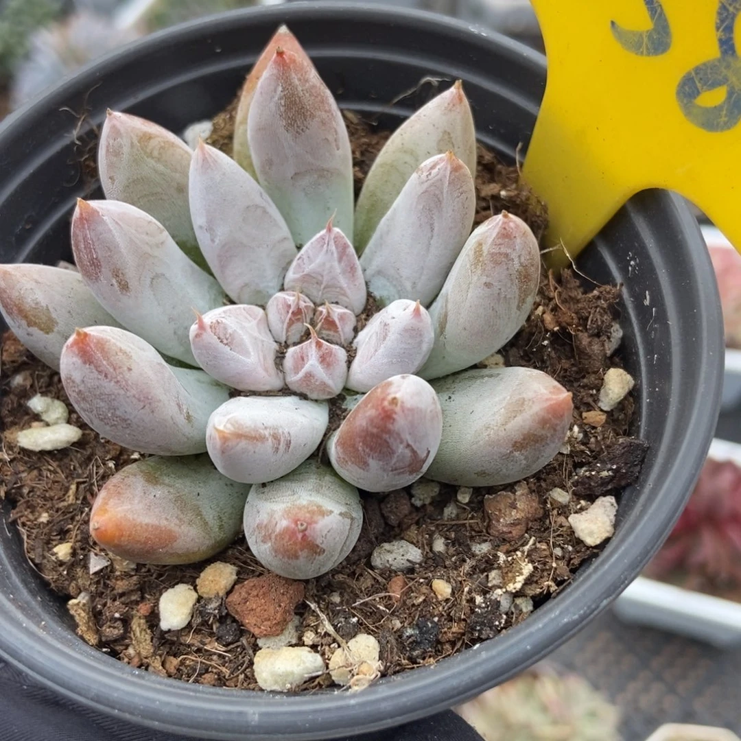 858杜里万多肉植物