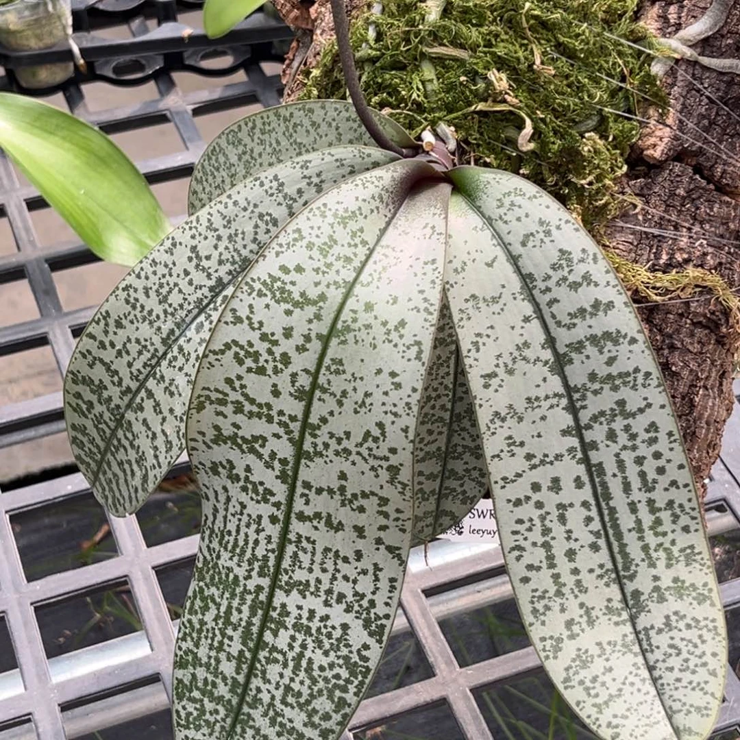 无花朵板值swr银叶西抽梗苗