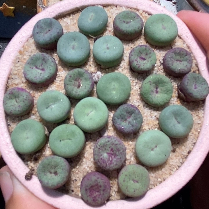 小红嘴ts427一颗