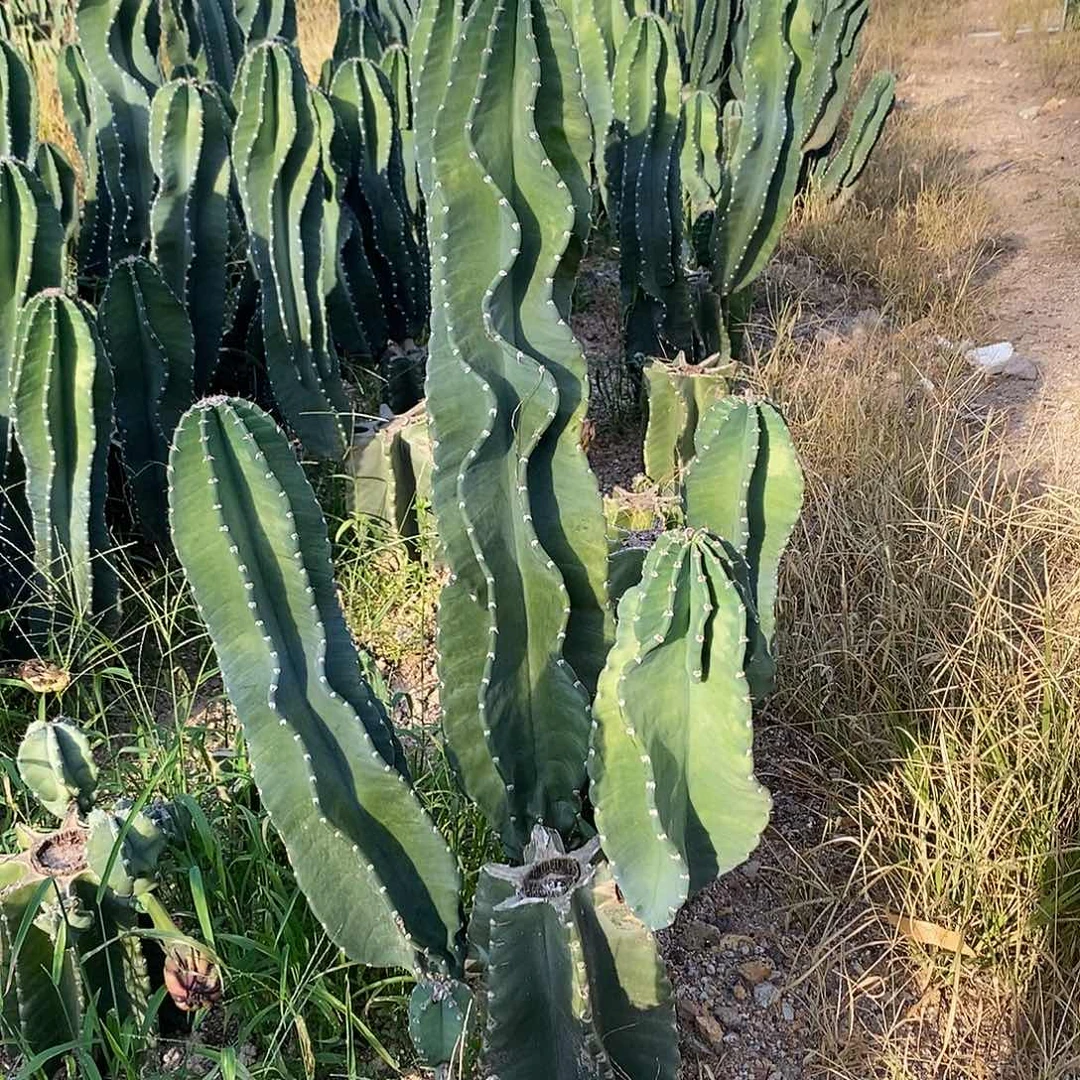 2号秘鲁苹果母头。