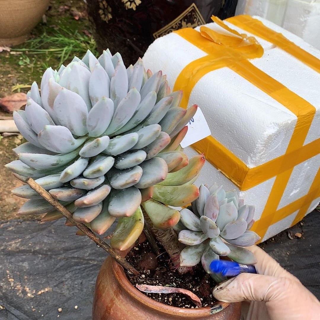 胖美人一物一拍4-90