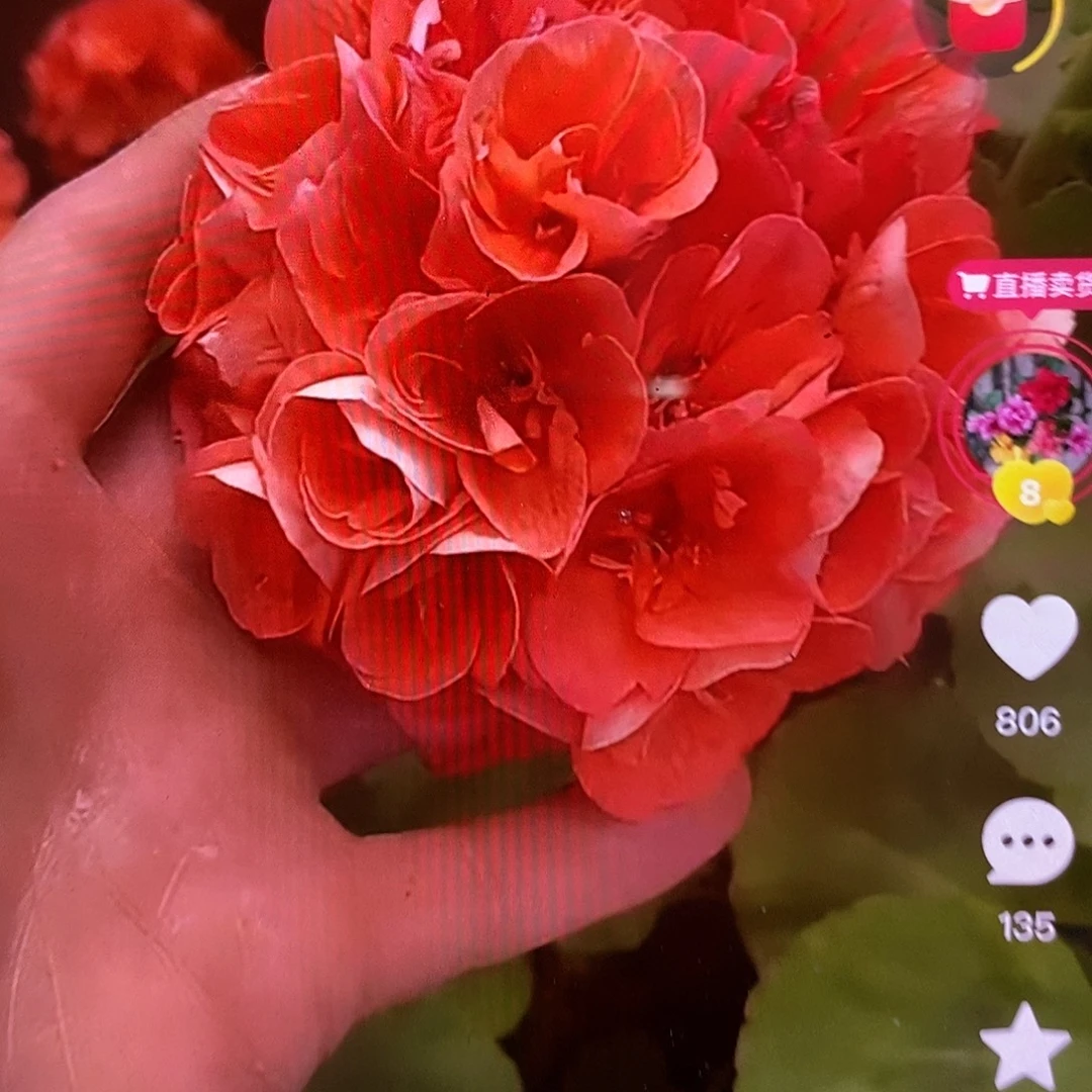 无花朵【大山宫】，，